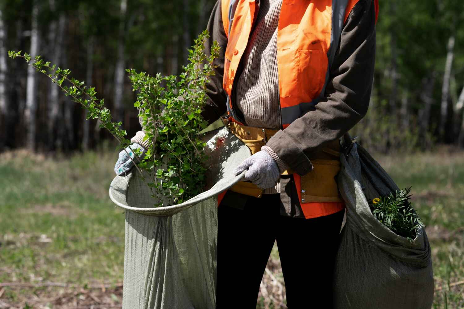 Best Tree Root Removal  in USA